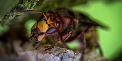 Grote zorgen om nieuw exotisch insect: ''Kwestie van tijd voordat er doden vallen''