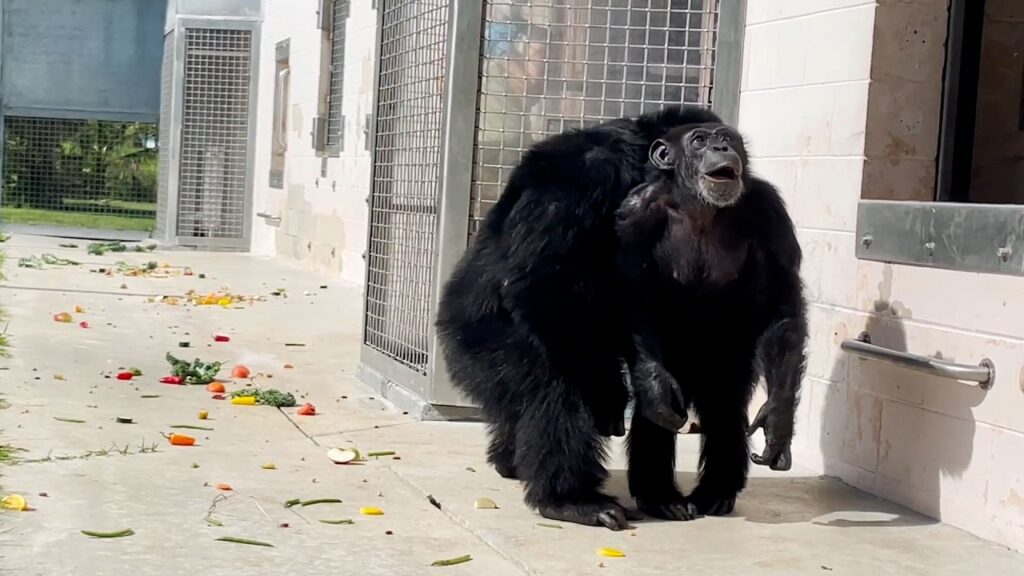 Chimpansee ziet na 29 jaar opsluiting voor het eerst daglicht: dit is hoe ze reageert