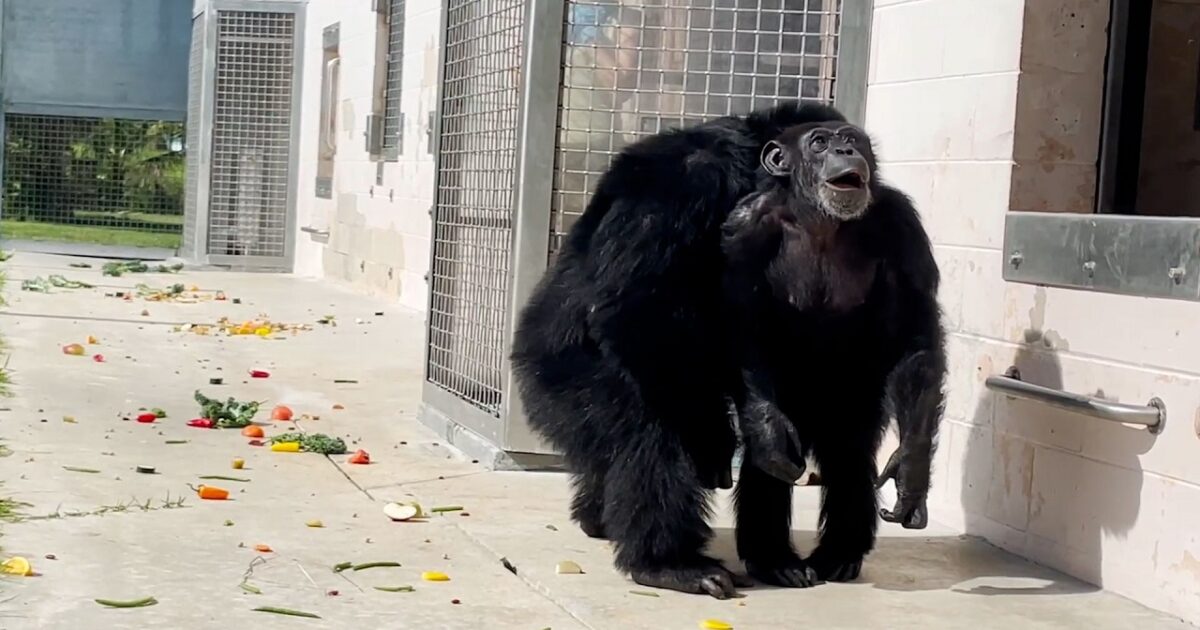 Chimpansee ziet na 29 jaar opsluiting voor het eerst daglicht: dit is hoe ze reageert