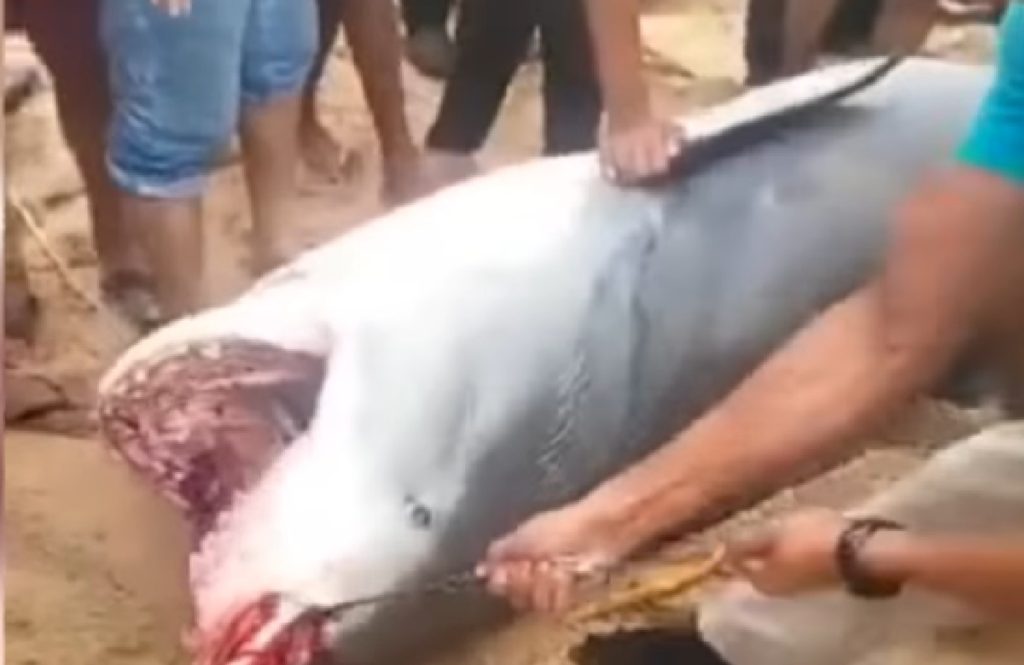 Onderzoekers doen vreselijke ontdekking in de buik van haai uit Egypte