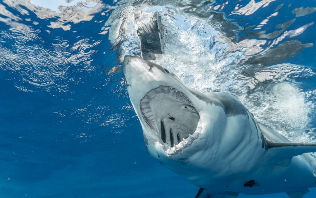 Beelden: Haaien omcirkelen toeristen in Spanje