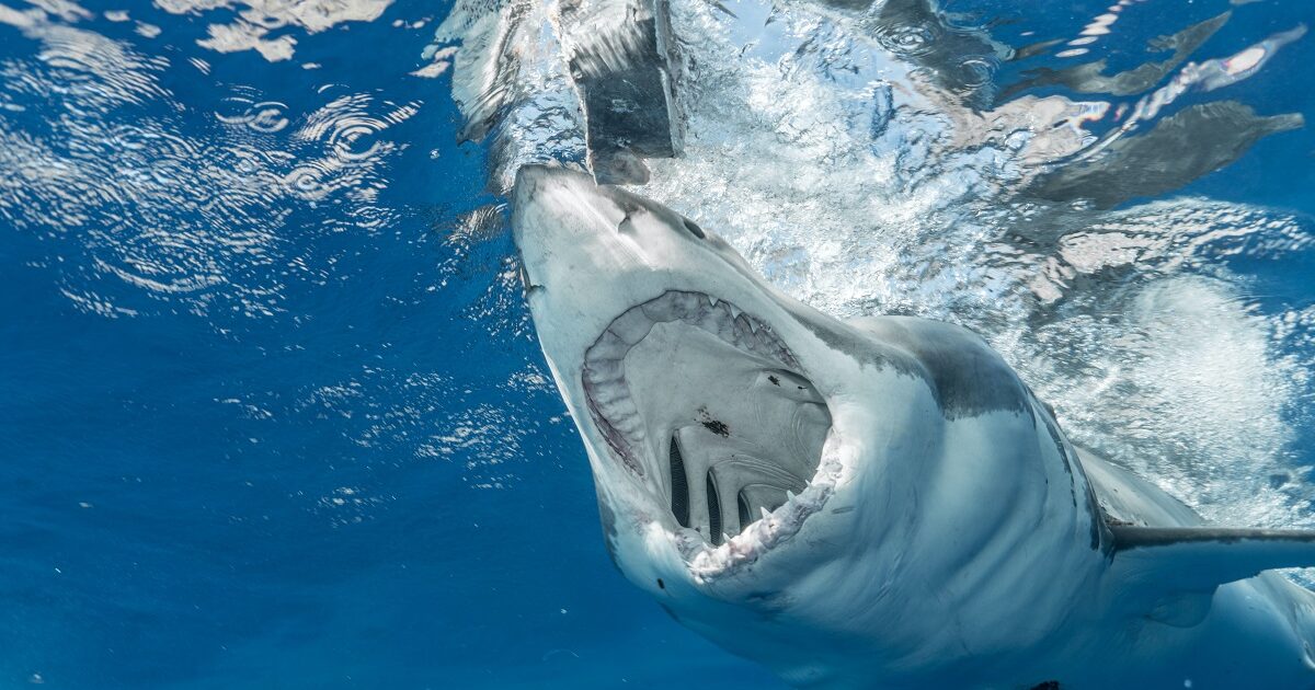 Experts: Dit is waarom haaien steeds dichterbij de kust komen