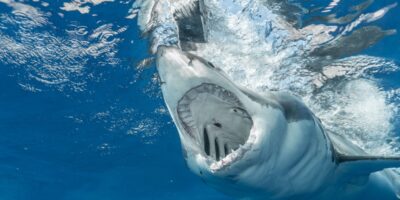 Experts: Dit is waarom haaien steeds dichterbij de kust komen