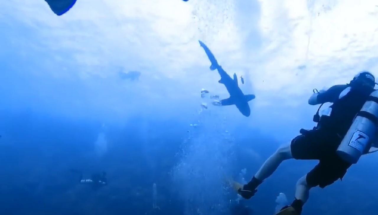 Witte haai grijpt duiker in Egypte en alles staat vol op beeld
