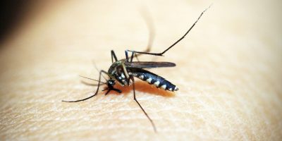Nieuw virus rukt op in razend tempo: Overdracht via muggen