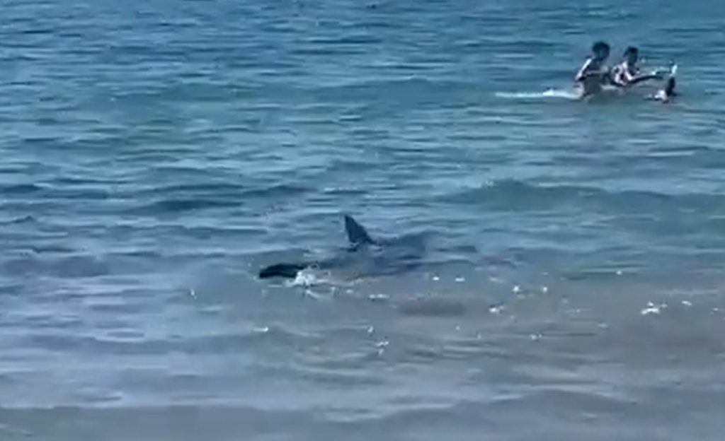 Gigantische haai duikt op in Spanje: toeristen rennen in paniek het water uit