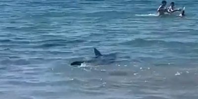 Gigantische haai duikt op in Spanje: toeristen rennen in paniek het water uit