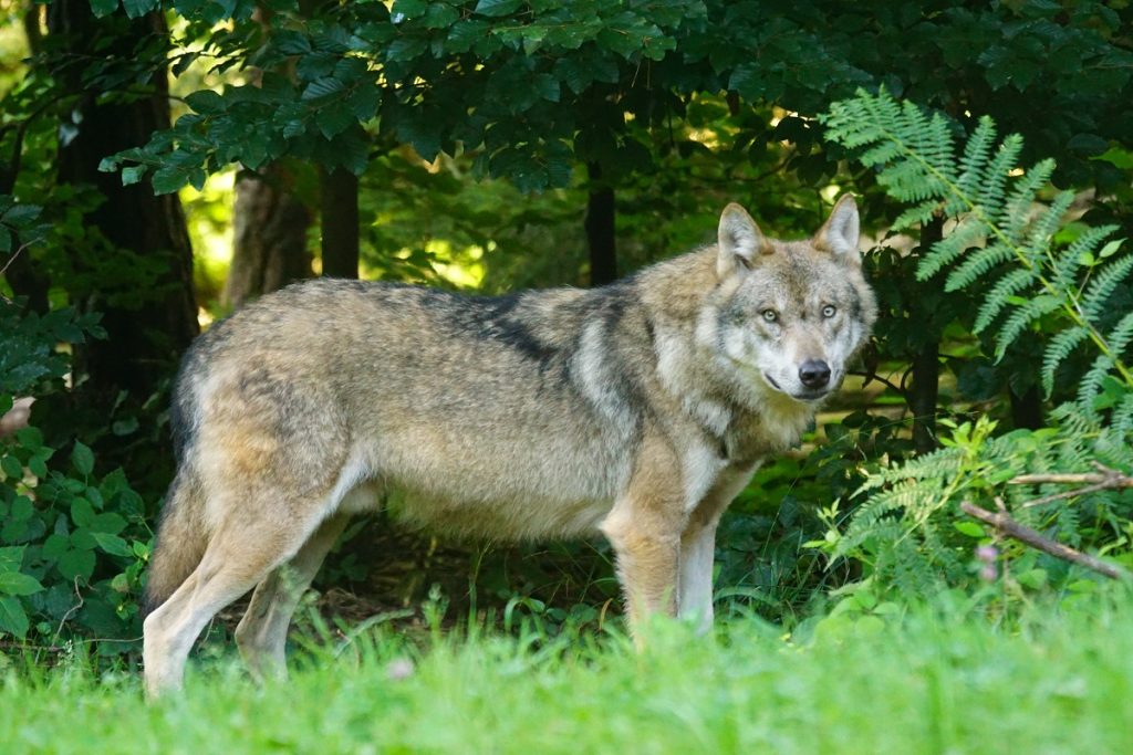 Grote paniek: Wandelaars oog in oog met wolf