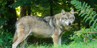 Grote paniek: Wandelaars oog in oog met wolf