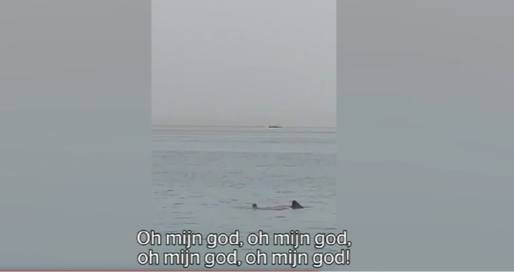 Boze Egyptenaren vangen haai die toerist greep en doen dit met het dier