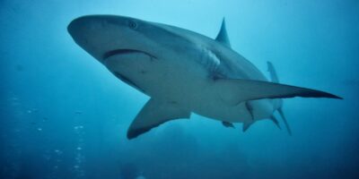 Beelden: Haaien omcirkelen toeristen in Spanje