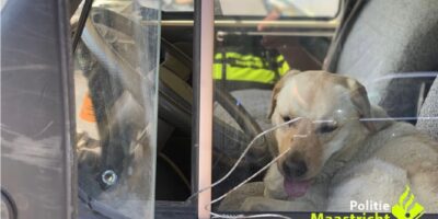 Hondje zakt in elkaar na bevrijding uit snikheet busje