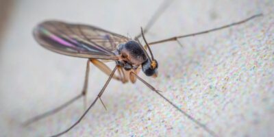 Knuttenplaag in aantocht: dit is het verschil met muggen en dit kun je ertegen doen