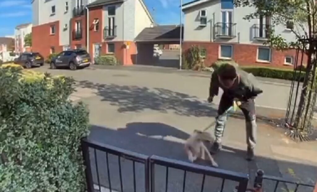 Man slaat puppy in elkaar op straat, camera legt alles vast