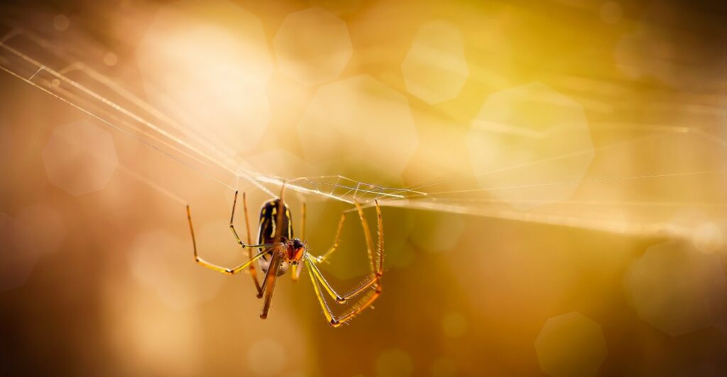 Expert geeft supertip: hierdoor krijg je nooit meer spinnen in je huis!