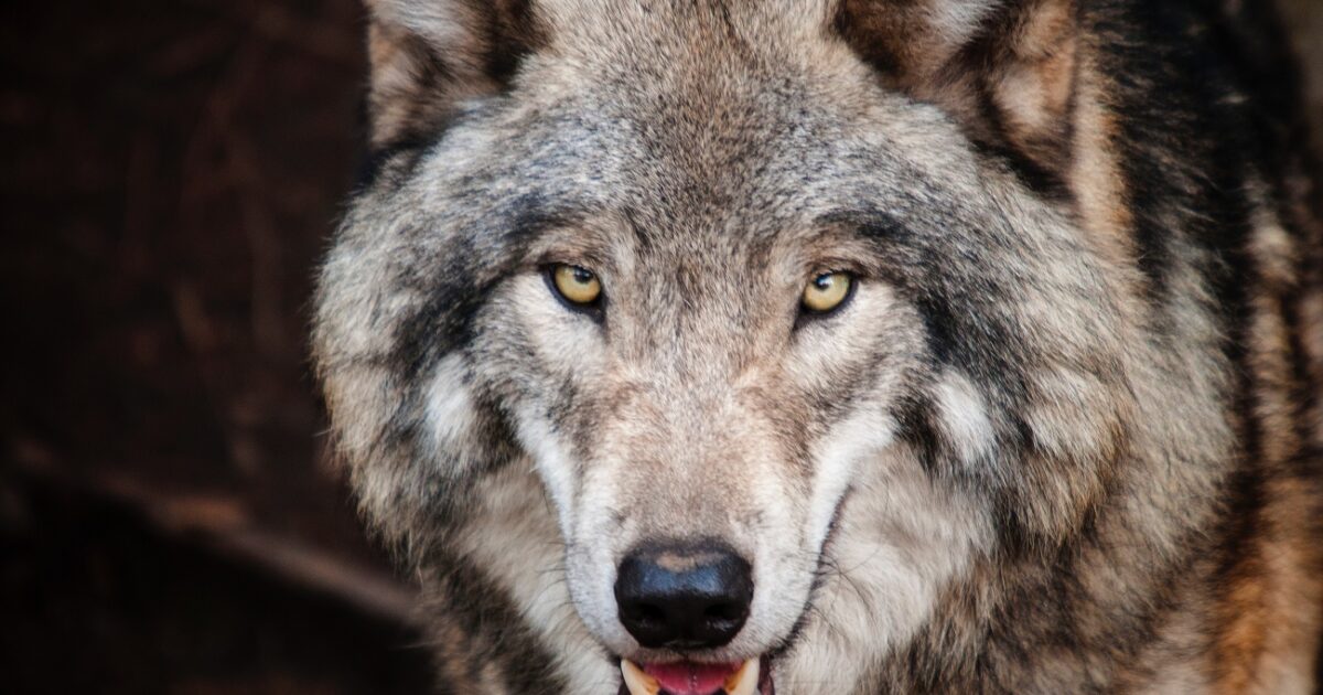Zware maatregelen op komst tegen 'wolvengevaar'