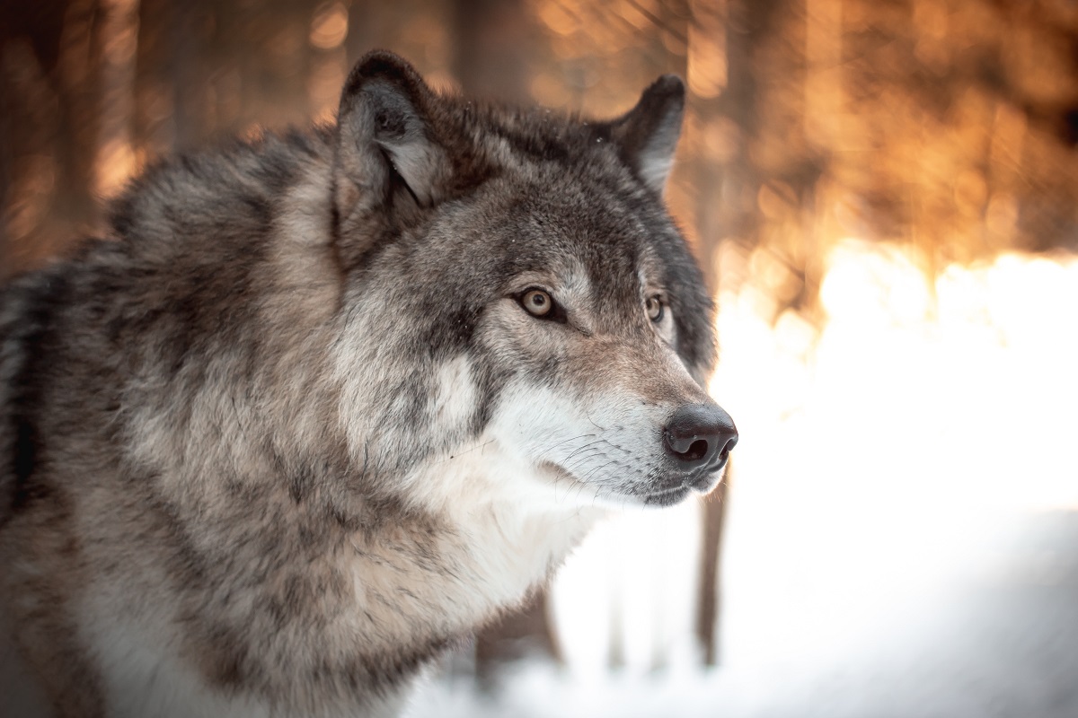 Zware maatregelen op komst tegen 'wolvengevaar'