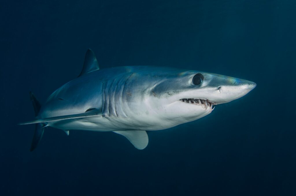 Enorme haai duikt op in IJmuiden: "Wel vijf meter lang"