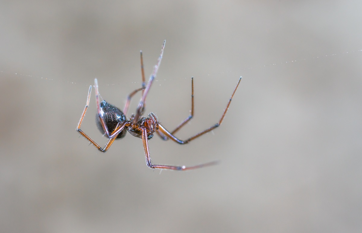 Expert geeft supertip: hierdoor krijg je nooit meer spinnen in je huis!