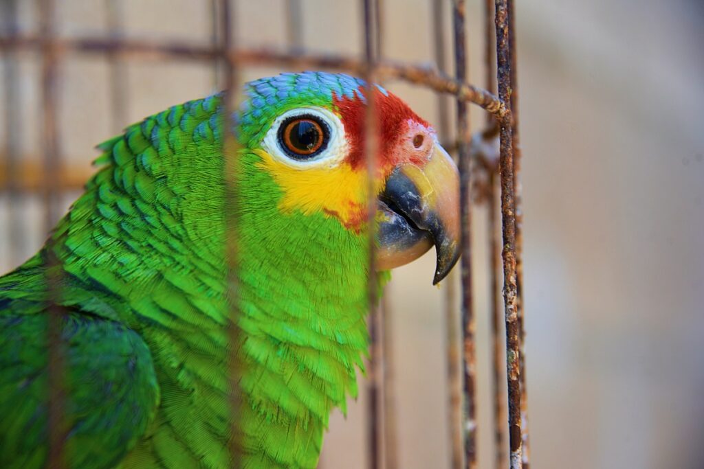 Wijkzorgcentrum reageert op afpakken papegaai Coco van mevrouw Jansen (87)