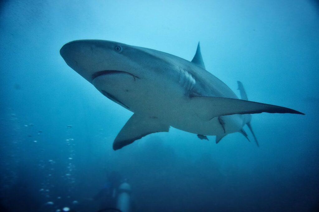 Zwemmer gepakt door enorme haai in Spanje, man filmt alles 