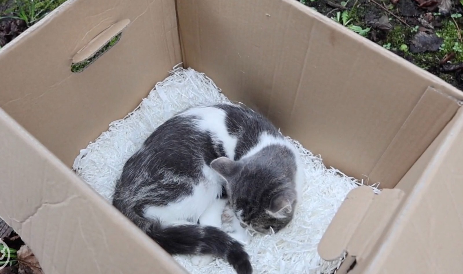 Kitten achterlaten in doos met hartverscheurende brief