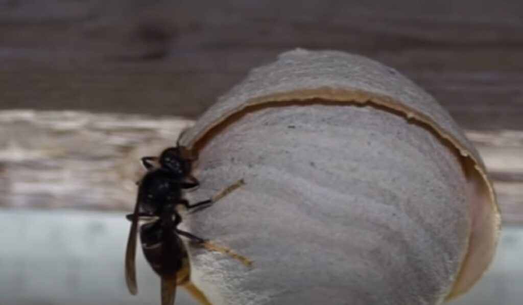 Enorme insectenplaag op komst: ''We moeten ons enorme zorgen maken''