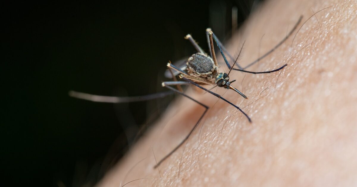 Ongekende muggenplaag op komst: ''Dit is nog nooit voorgekomen''