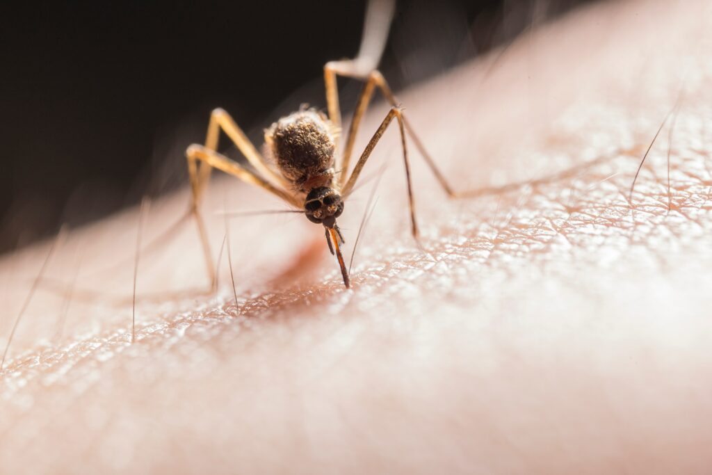 Ongekende muggenplaag op komst: ''Dit is nog nooit voorgekomen''