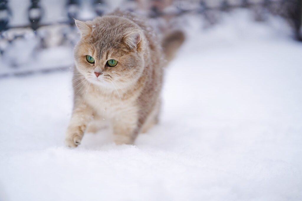Cat On Snow Covered Ground