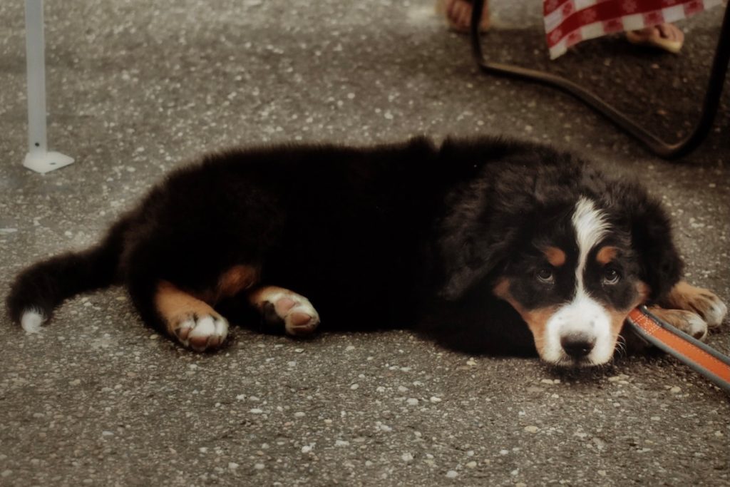 black white and brown bernese mountain dog lying on ground