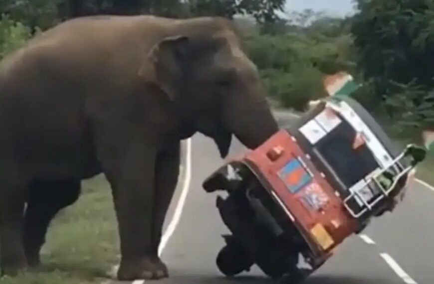 Nederlanders vluchten uit Tuktuk wanneer olifant op ze afkomt