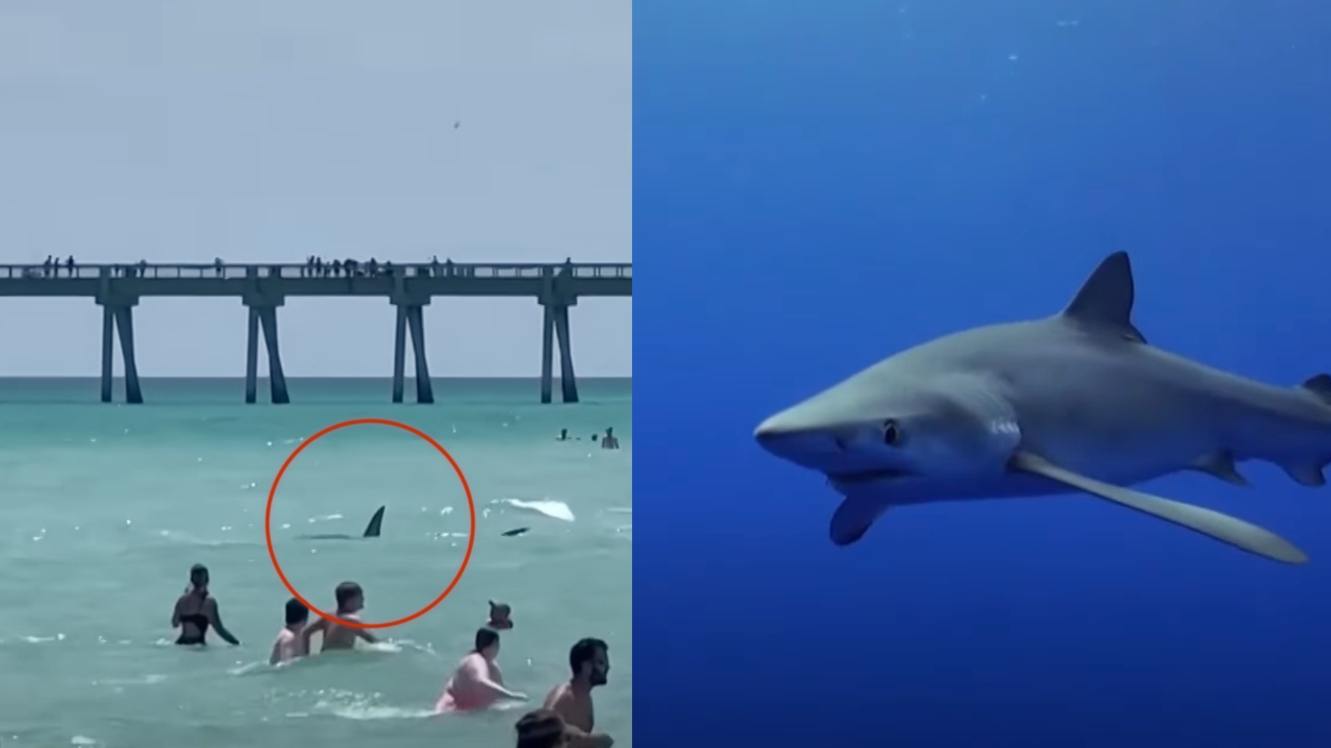 Enorme haai duikt op in Spanje: Toeristen rennen voor hun leven