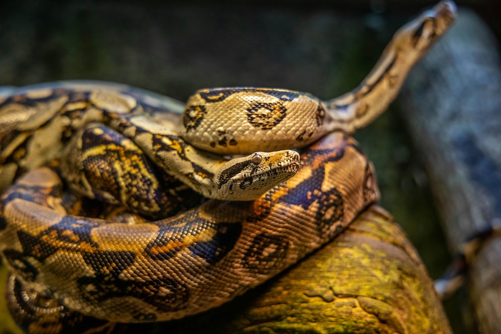 Man vindt zijn vrouw in 5 meter lange python: “had nogal een grote buik”