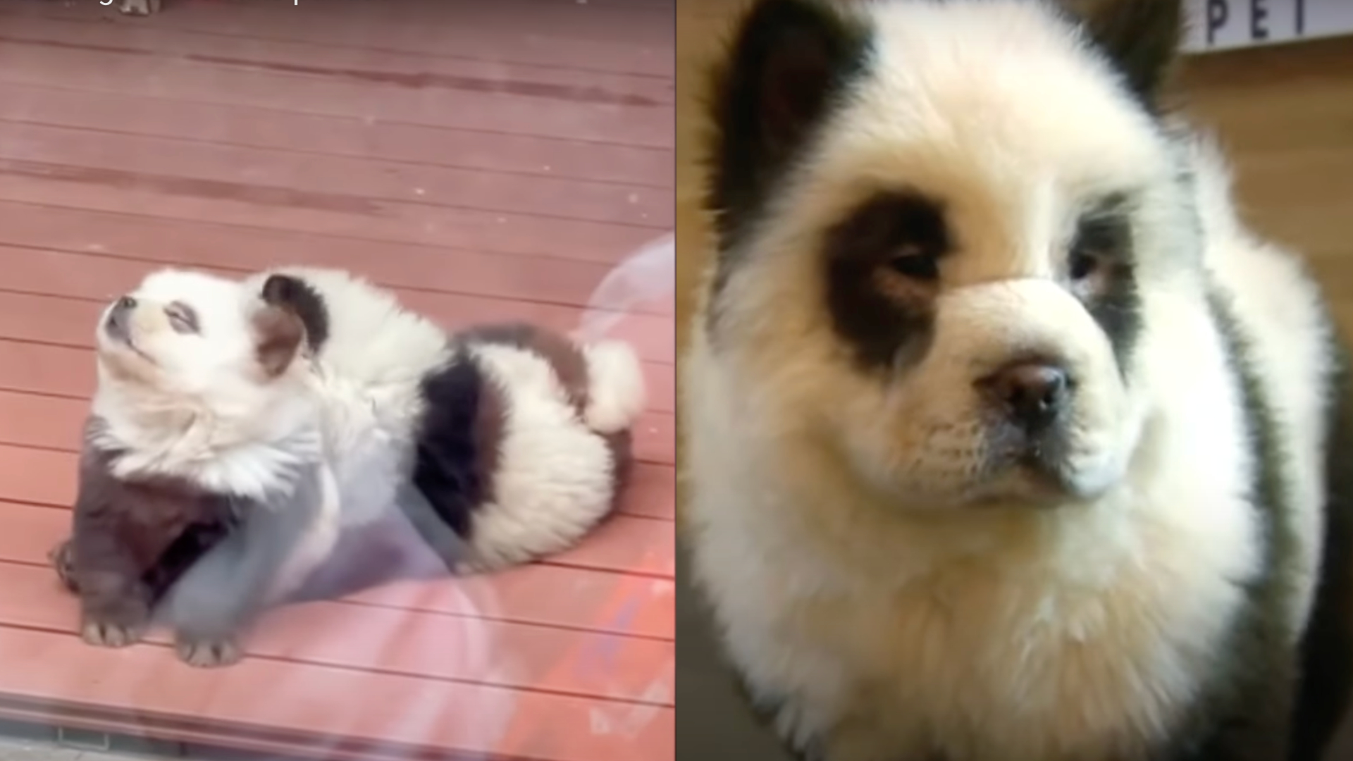 Panda’s in dierentuin blijken geverfde honden te zijn: “Het is net echt”