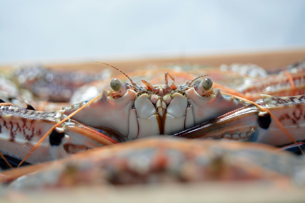 Vrouw uit Bodegraven heeft ‘krabben invasie’ in huis: “walgelijke geur”